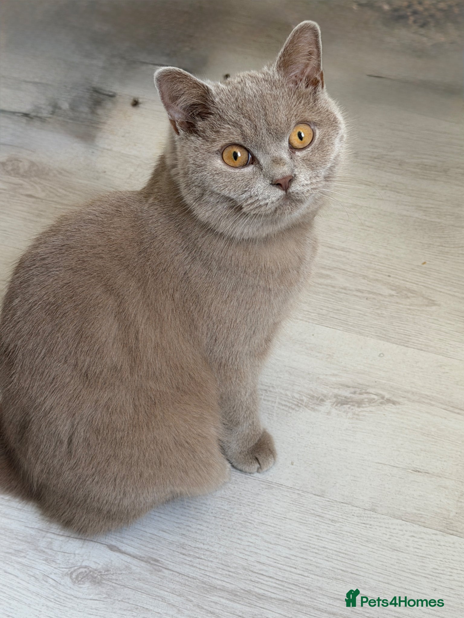 British Shorthair cats British shorthair male 8 months old  - Advert 2