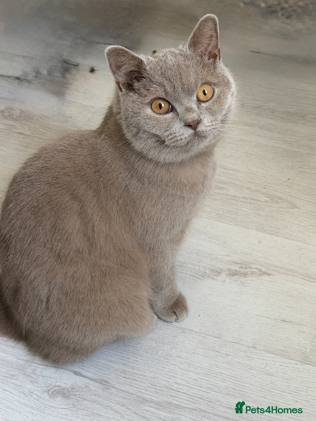 British Shorthair cats for sale: British shorthair male 8 months old  in Croydon - Advert 1