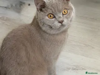 British Shorthair cats British shorthair male 8 months old - Advert 2