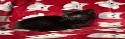 Mixed Breed cats for sale: Gorgeous kittens - Advert 7