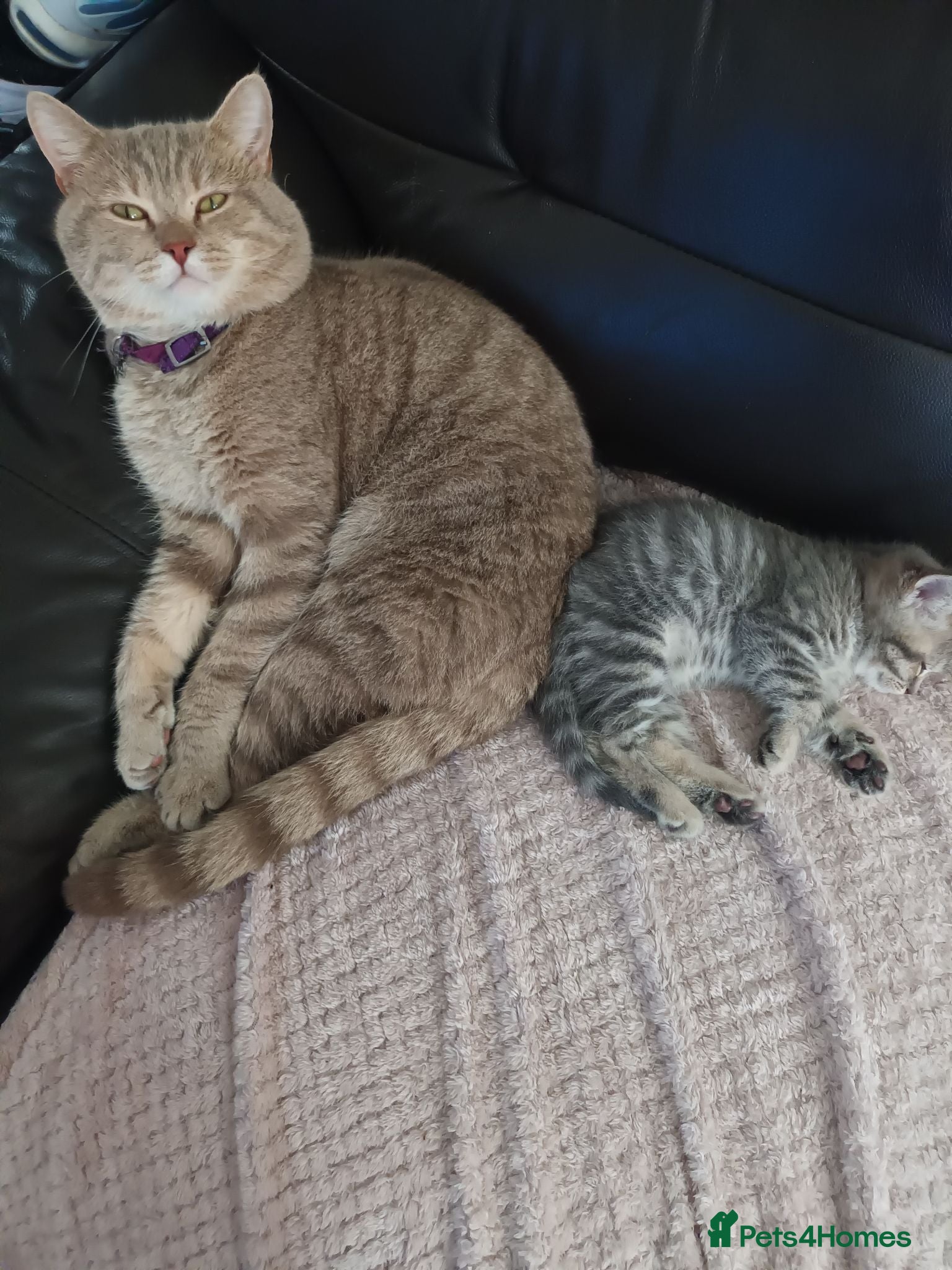 British Shorthair cats British short hair/black ghost tabby - Advert 2