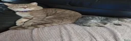 British Shorthair cats for sale: British short hair/black ghost tabby - Advert 9