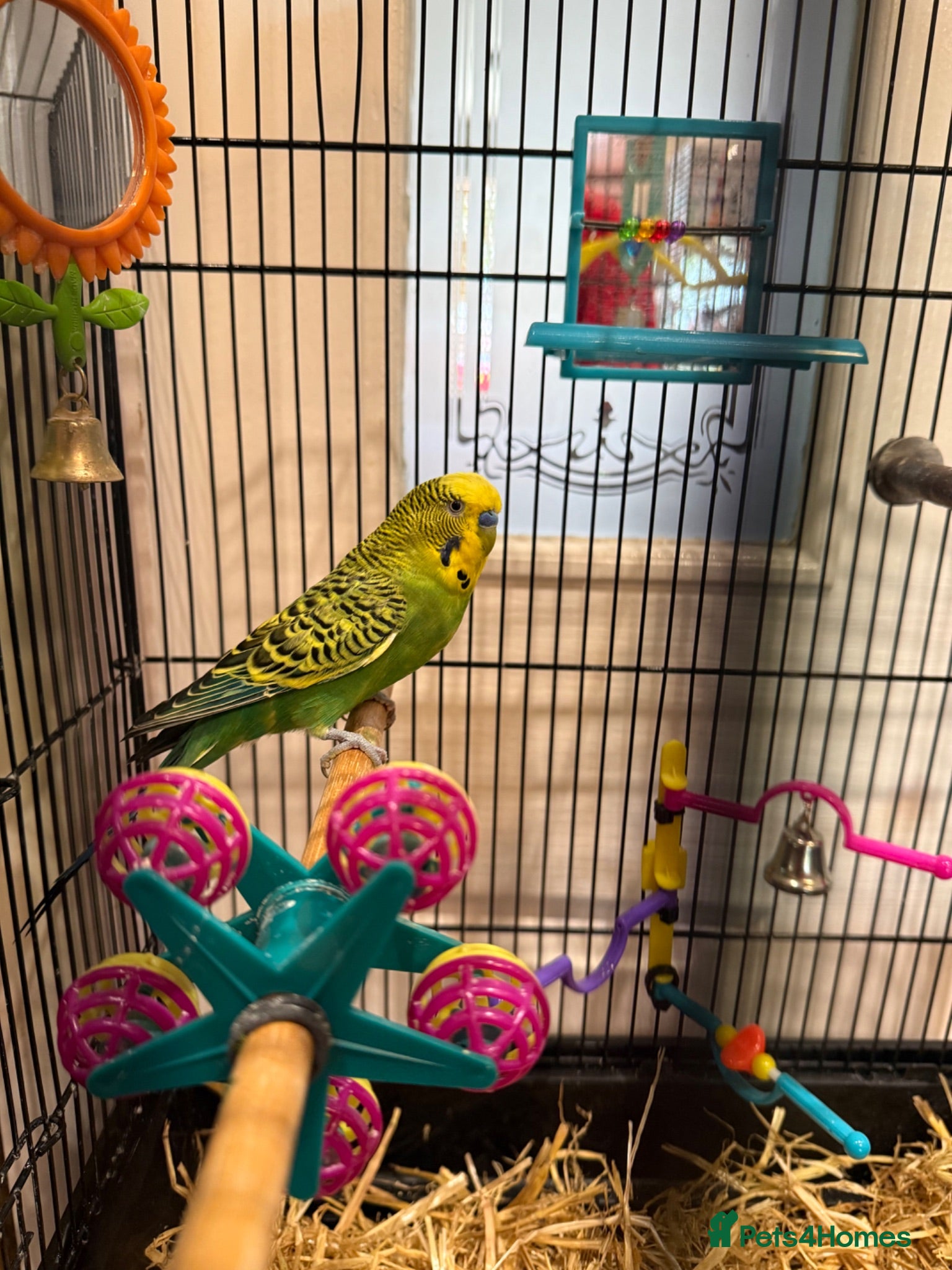 Parakeets birds Beautiful male budgie with cage/accessories - Advert 4