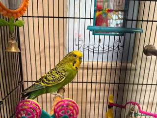 Parakeets birds Beautiful male budgie with cage/accessories - Advert 4