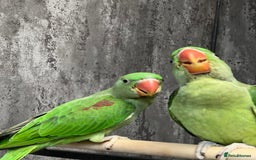 Parrots birds for sale: Alexandrine Parrot Chicks for Sale-Hand-Reared - Image 6
