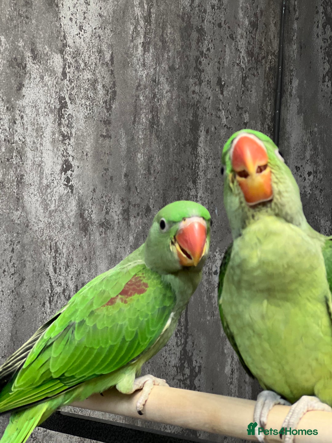 Parrots birds for sale: Alexandrine Parrot Chicks for Sale-Hand-Reared - Image 6