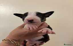 English Bull Terrier dogs for sale: Champion line bull terriers  - Image 14