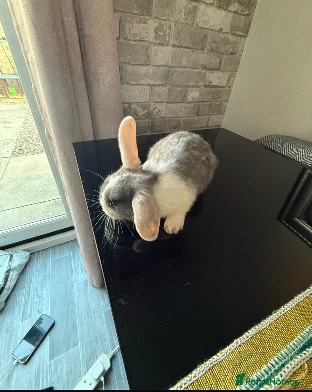 Mixed Breed rabbits for sale: Rabbit - Image 5