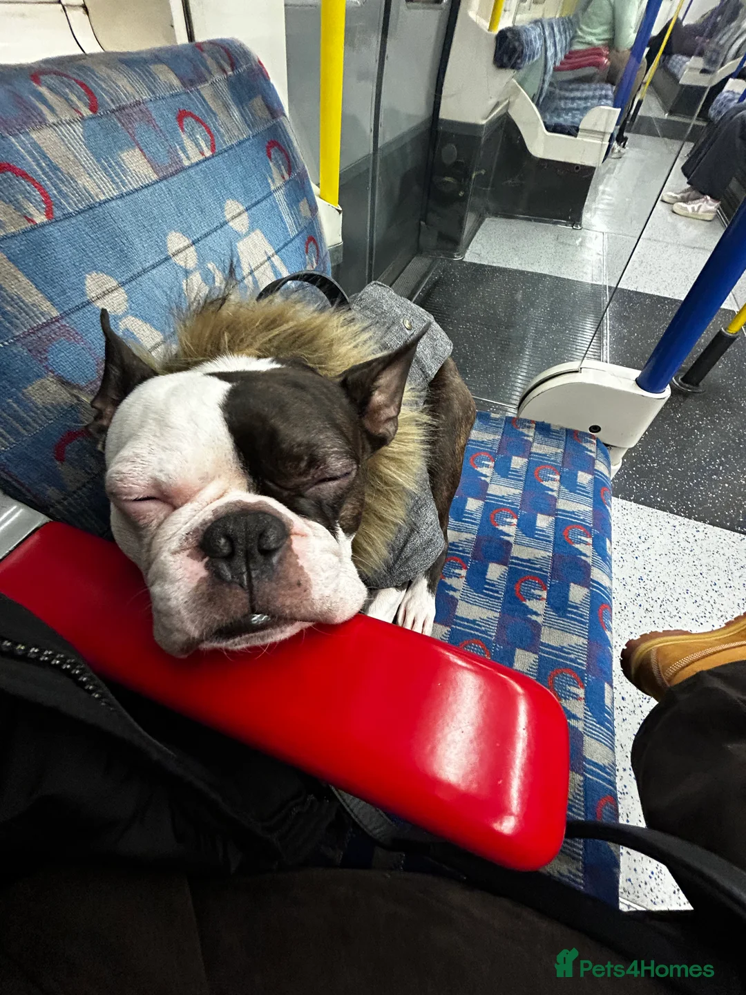 Boston Terrier dogs for stud: Boston terrier for stud  - Advert 4