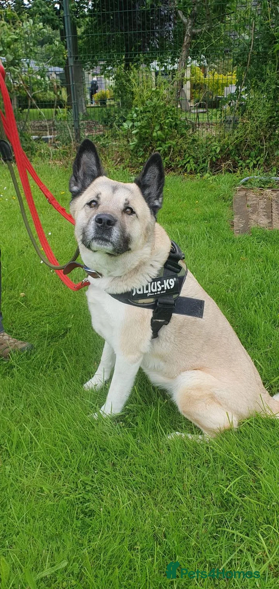 Akita dogs for adoption: Bonnie in Worksop - Advert 2