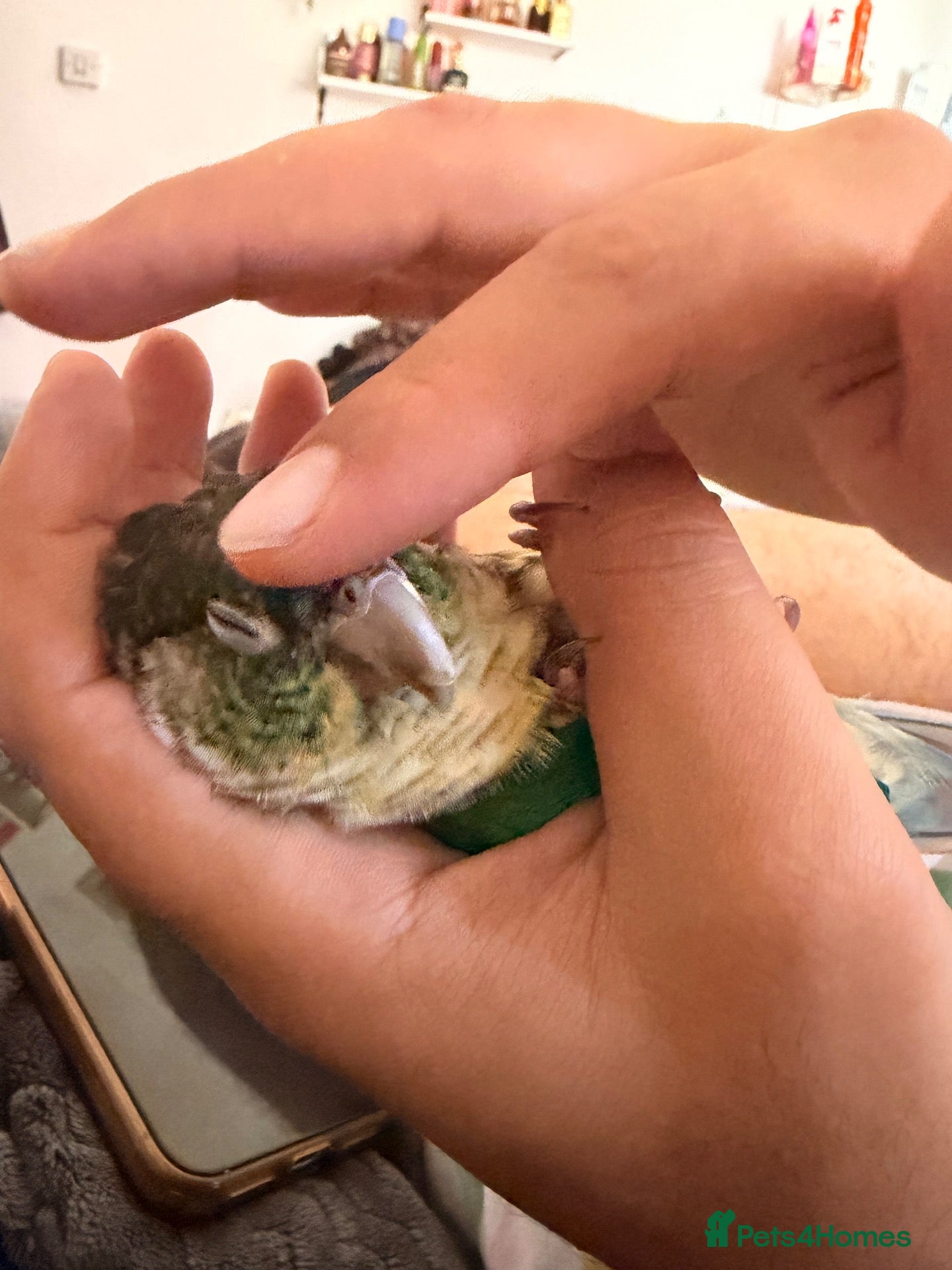 Conures birds Friendly & Tame 2-YearTurquoise Green Cheek Conure - Advert 2