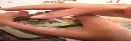 Conures birds for sale: Friendly & Tame 2-YearTurquoise Green Cheek Conure - Advert 2