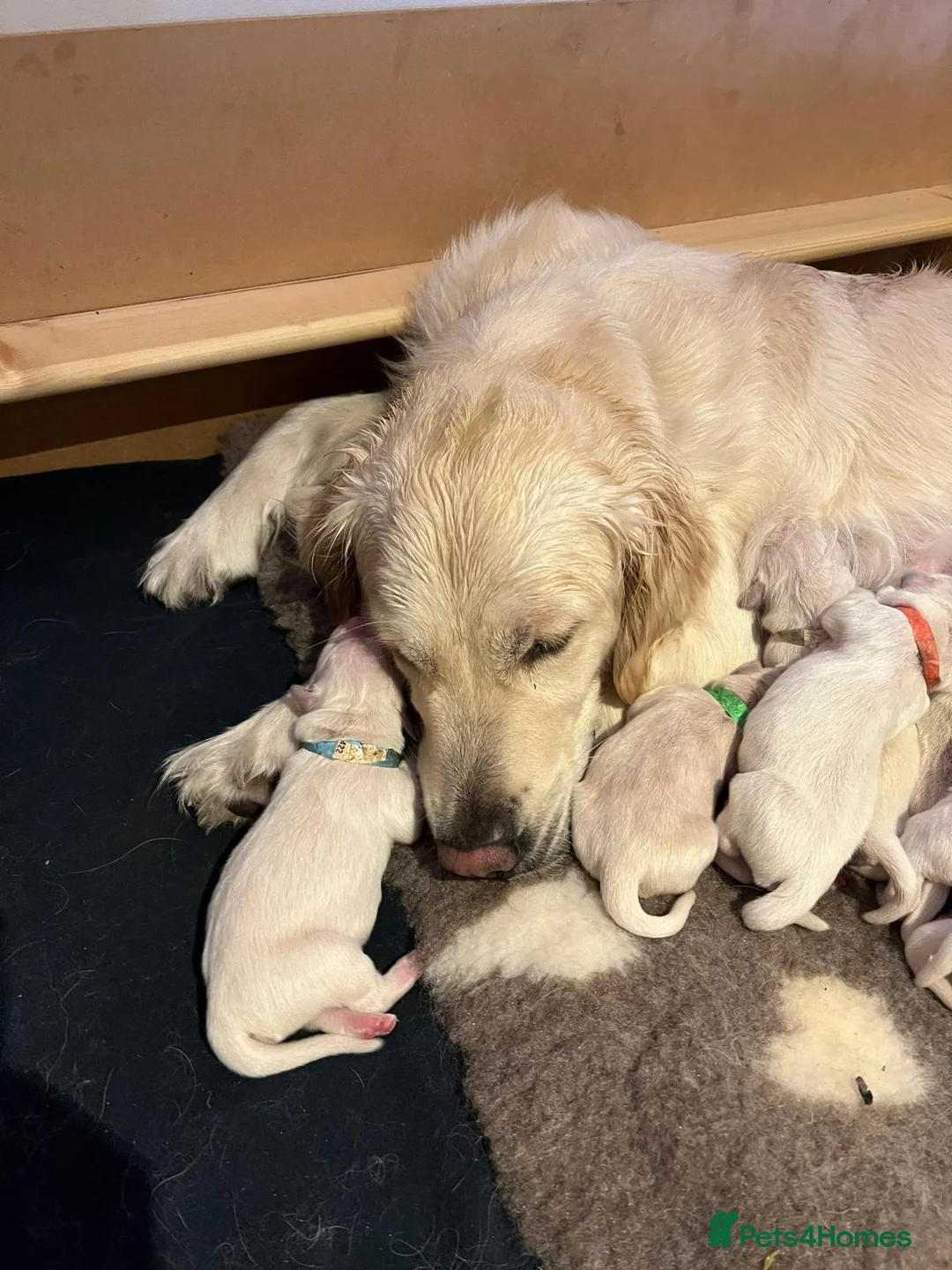 Golden Retriever dogs for sale: Beautiful litter of Golden Retriever puppies  in Salisbury - Advert 2