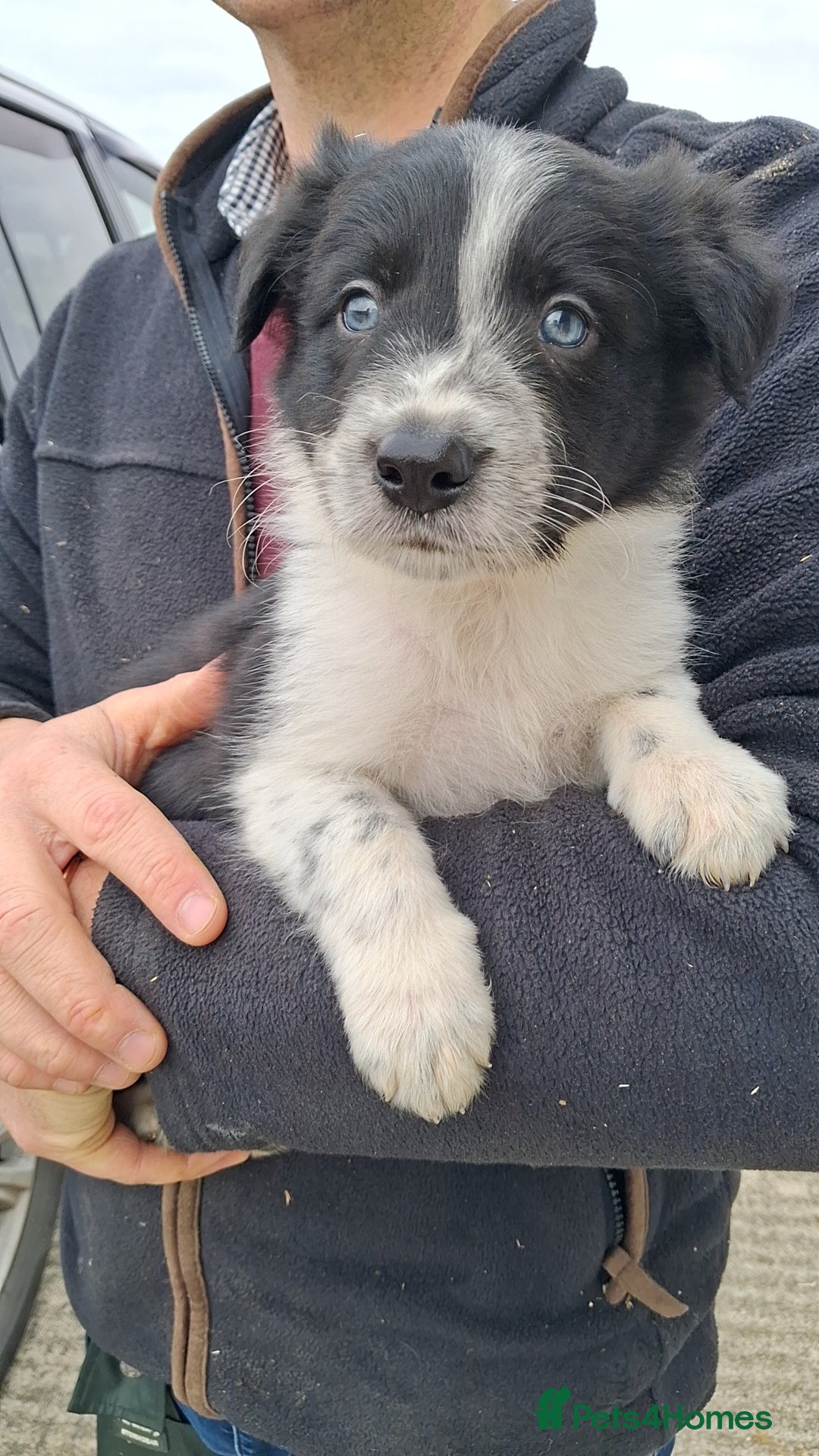 Border Collie dogs for sale: Border Collies  - Image 7