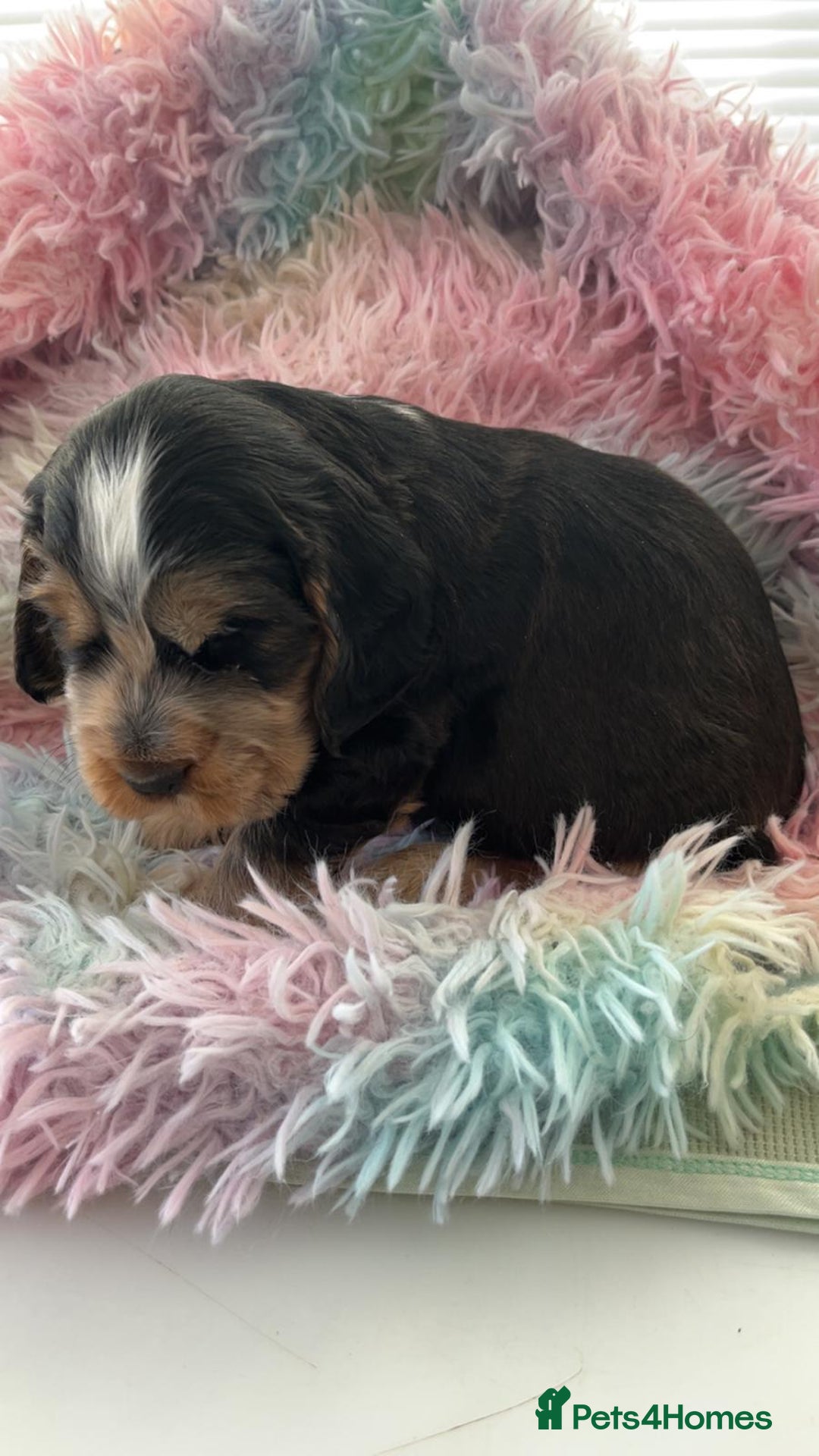 Cocker Spaniel dogs for sale: Champion Bloodlines KC Reg Show Cocker Spaniels - Advert 8