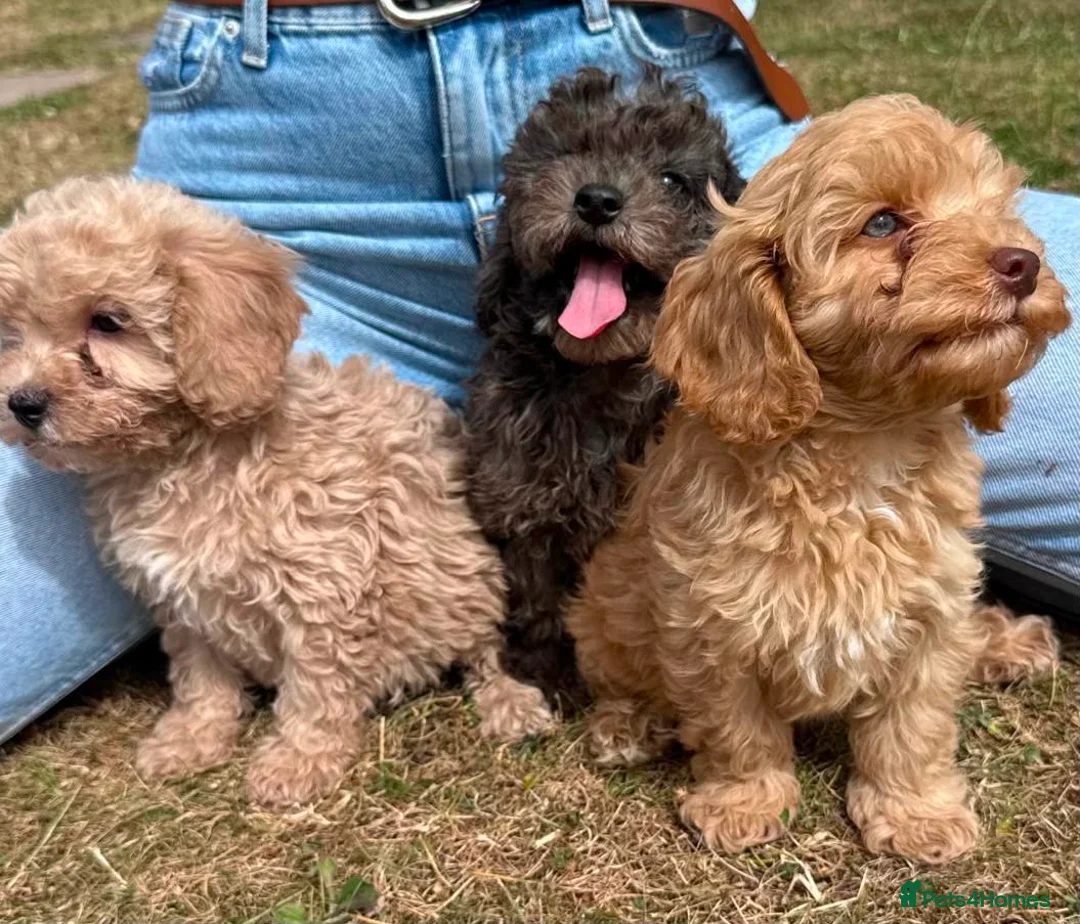 Cavapoo dogs for sale: 3 stunning F1b cavapoos  - Advert 1