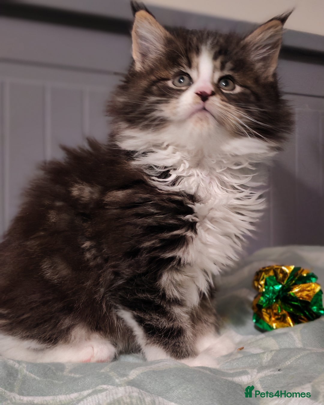 Maine Coon cats for sale: Maine coon kittens  - Advert 6