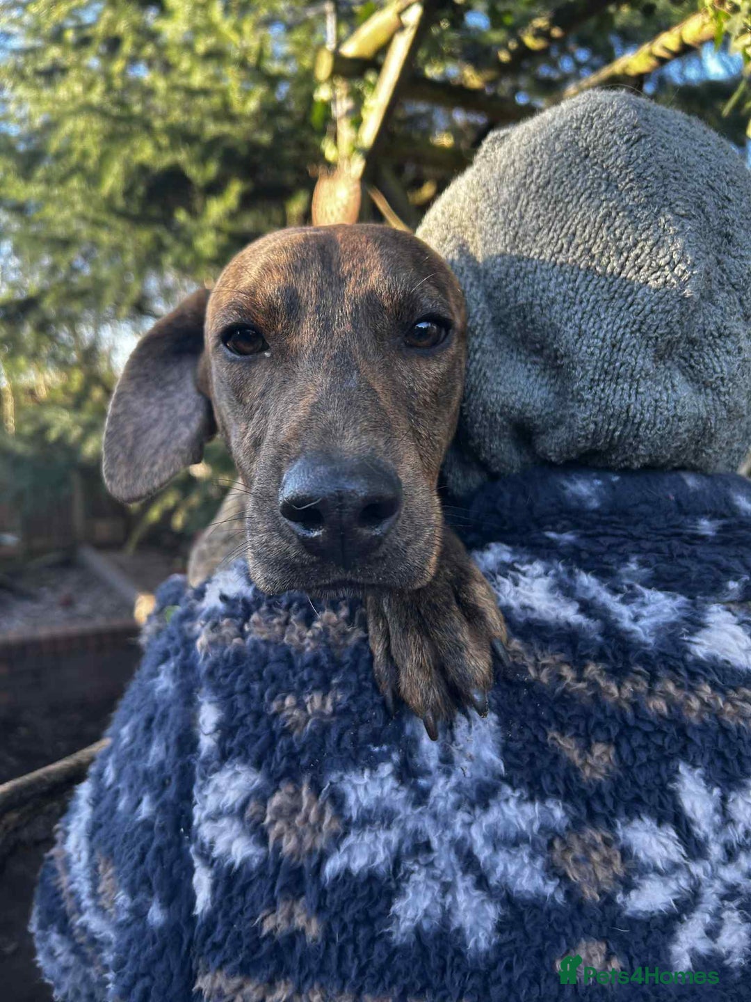 Mixed Breed dogs for adoption: Bobby - Advert 2