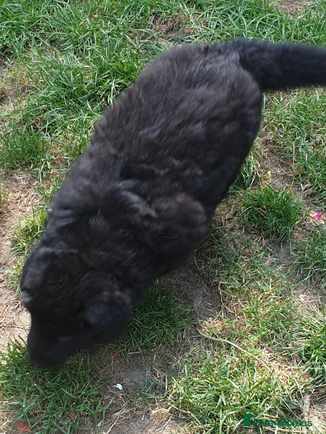 German Shepherd dogs for sale: German Shepherd pups ready end of August  - Image 19
