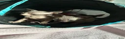 Sphynx cats for sale: Kittens are looking for new homes. - Advert 21