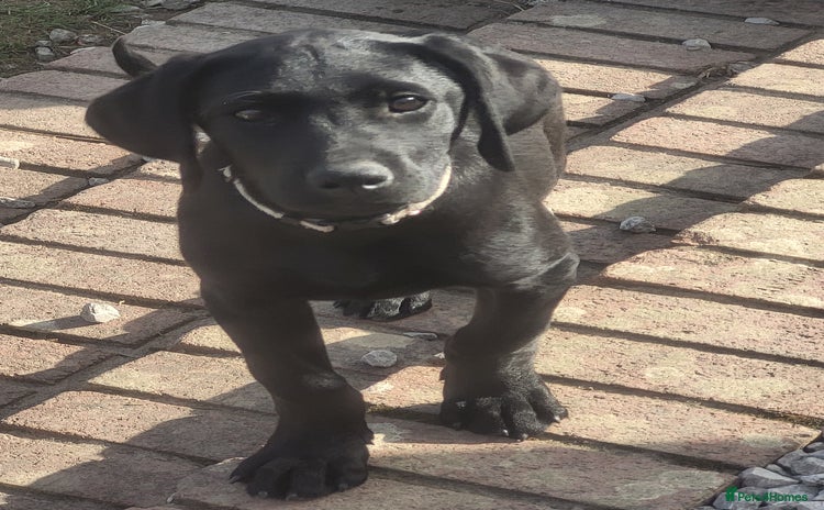 Labrador Retriever dogs - Advert 1
