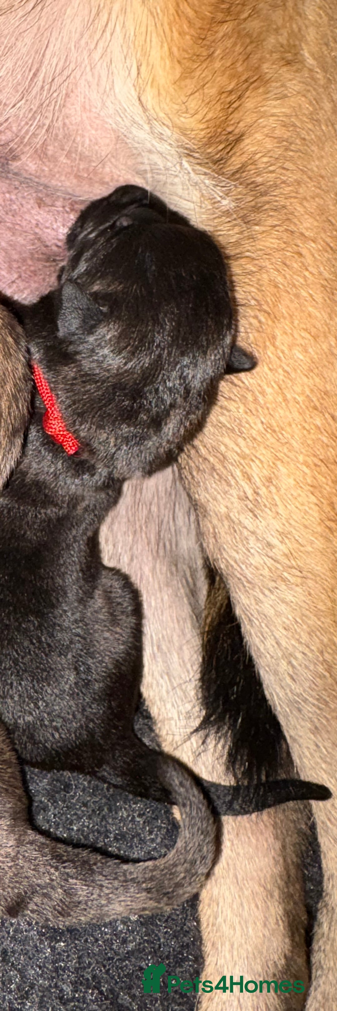 Mixed Breed dogs for sale: Belgium Malinois x Dutch Herder Puppies - Advert 7