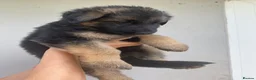 German Shepherd dogs for sale: German Shepherd puppies – Kennel Club registered - Advert 26