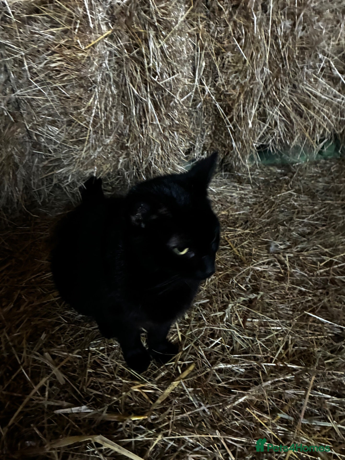 Mixed Breed cats Gorgeous farm kittens  - Advert 15