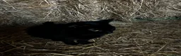Mixed Breed cats for sale: Gorgeous farm kittens  in Ipswich - Advert 1