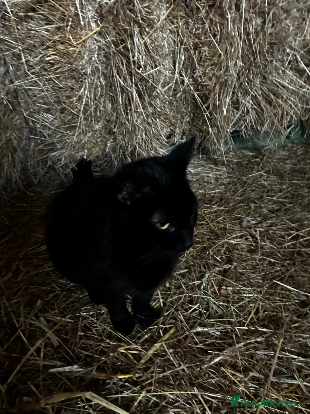 Mixed Breed cats for sale: Gorgeous farm kittens  in Ipswich - Advert 1