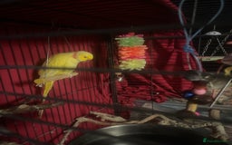 Parrots birds for sale: Indian ring neck  - Image 3