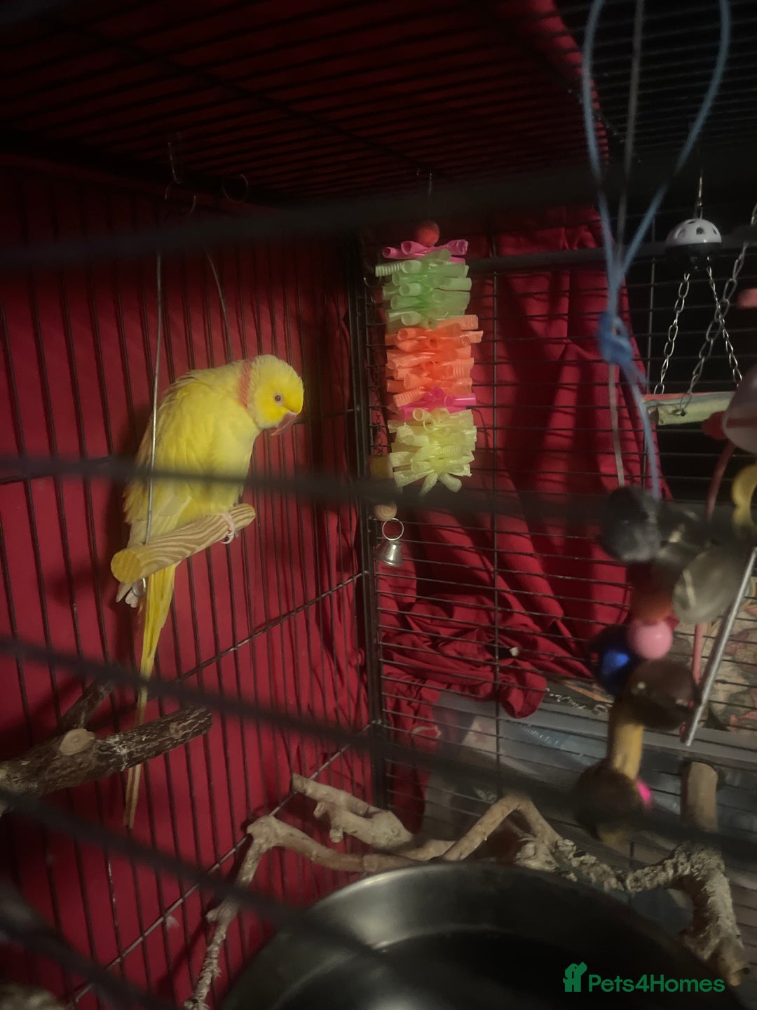 Parrots birds for sale: Indian ring neck  - Image 3