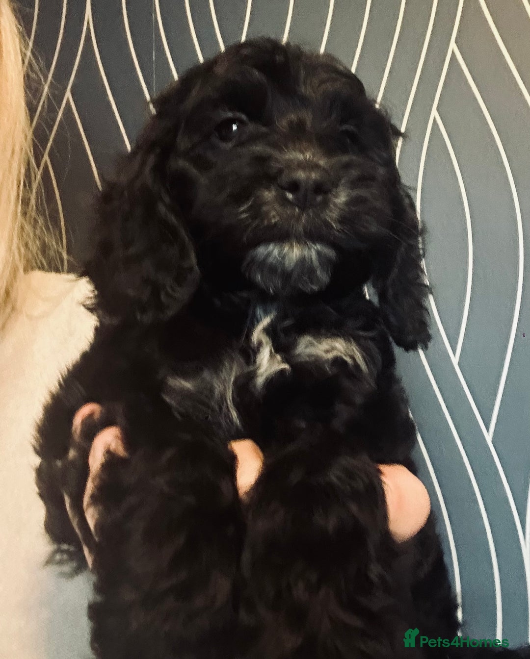Cockapoo dogs for sale: Stunning cockapoo pups - ready now!  - Advert 2