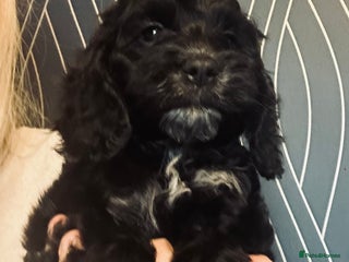 Cockapoo dogs Stunning cockapoo pups - ready now! - Advert 3