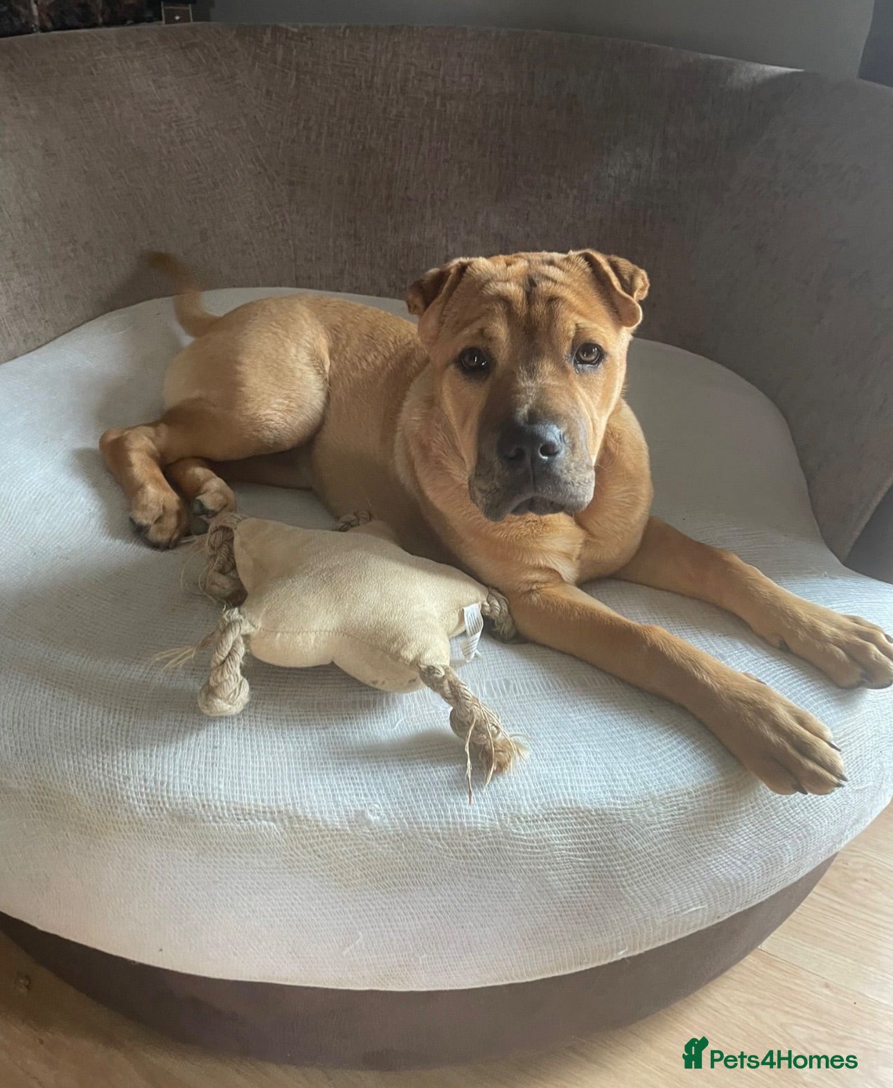 Mixed Breed dogs 4 year old shar pei cross name - Lola - Advert 1