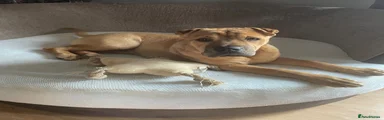 Mixed Breed 1