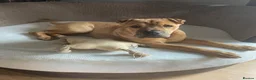 Mixed Breed dogs for sale: 4 year old shar pei cross name - Lola - Advert 1