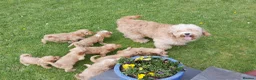 Cavapoo dogs for sale: Stunning Health Tested F1b Miniature Cavapoos - Advert 14