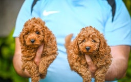 Cavapoo dogs for sale: Beautiful Cavapoo puppies - Image 4