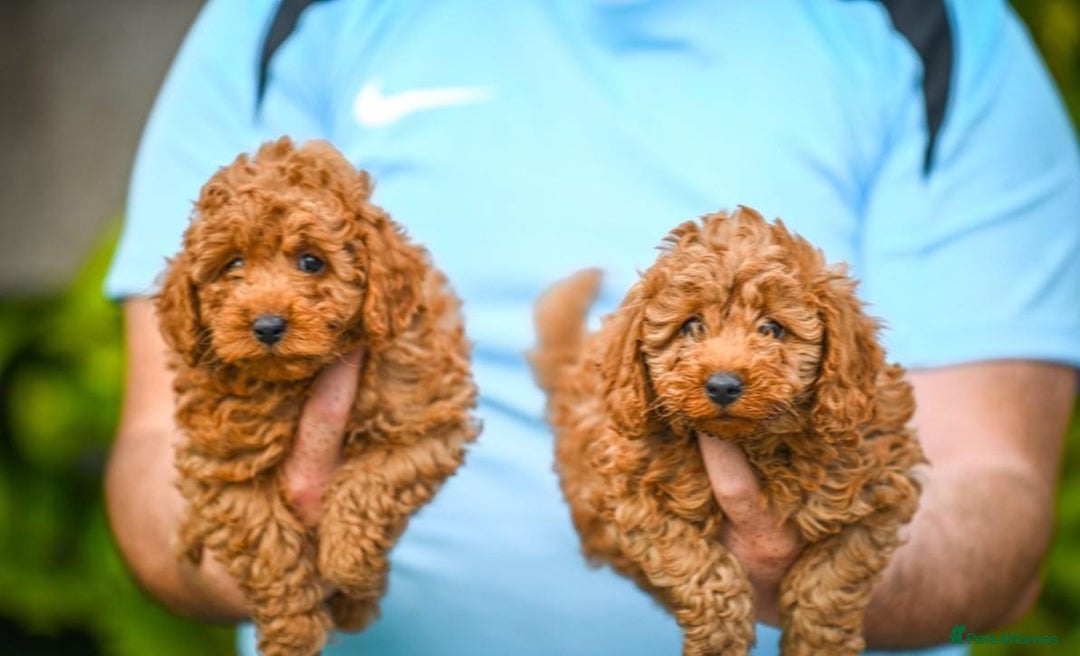 Cavapoo dogs for sale: Beautiful Cavapoo puppies - Image 4