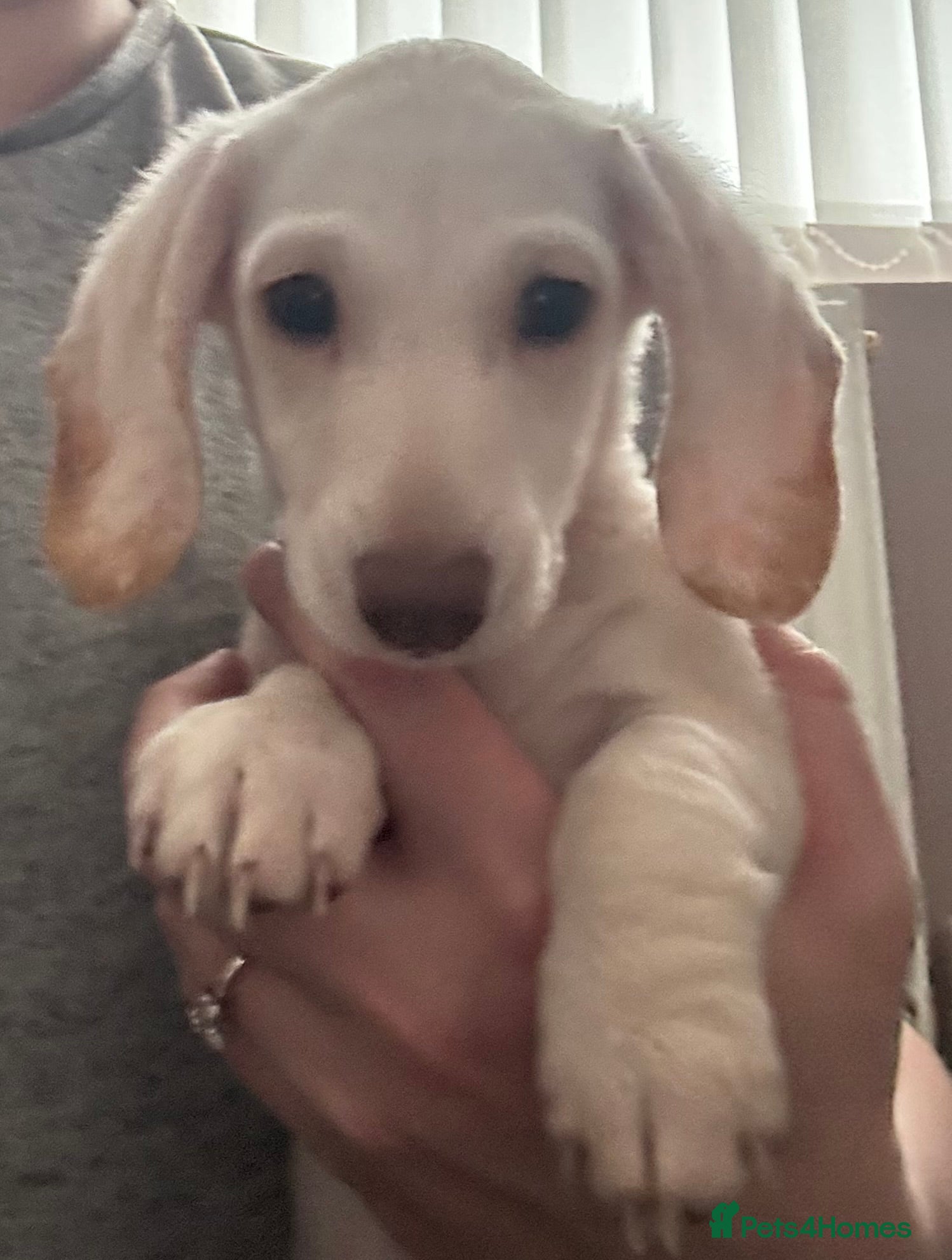 Dachshund dogs Only one gorgeous dachshund boy left! - Advert 14