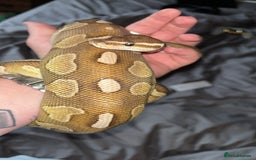 Python Snake reptiles for sale: Cinnamon lesser pos het clown  - Image 3