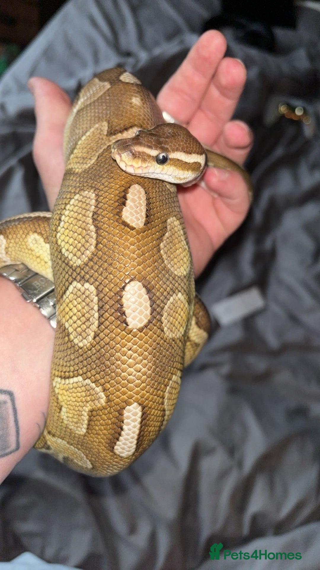 Python Snake reptiles for sale: Cinnamon lesser pos het clown  - Image 3