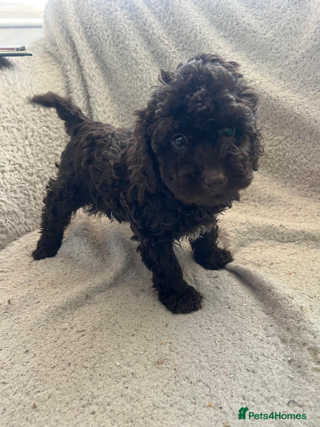 Toy Poodle dogs for sale: Toy poodle puppies - Advert 10