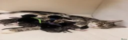 Mixed Breed cats for sale: 6 Beautiful kittens looking for there forever home - Advert 11