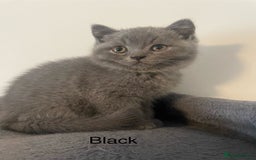 British Shorthair cats for sale: Wonderful, fluffy British Shorthair kittens - Image 4