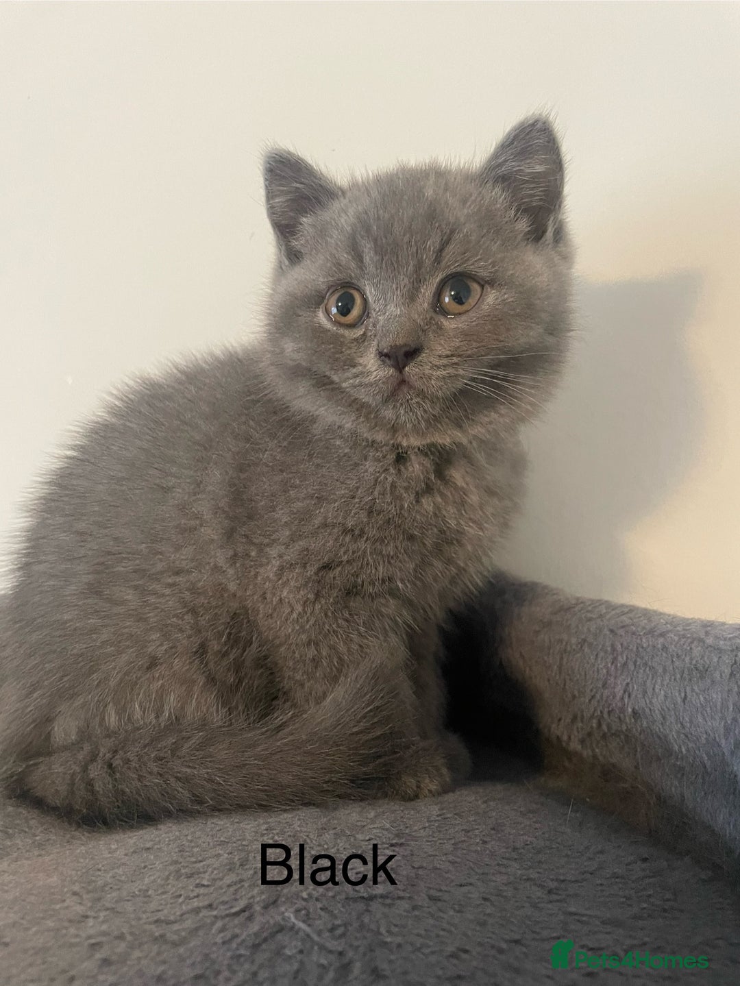 British Shorthair cats for sale: Wonderful, fluffy British Shorthair kittens - Image 4