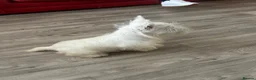 West Highland Terrier dogs for sale: Lovely west highland terrier  in Stoke-on-Trent - Advert 4