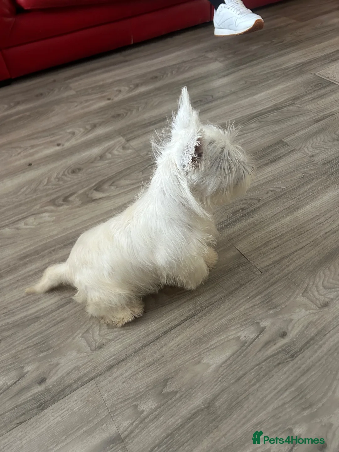 West Highland Terrier dogs for sale: Lovely west highland terrier  in Stoke-on-Trent - Advert 4