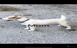 Jack Russell dogs for sale: Jack Russell puppies - Image 12